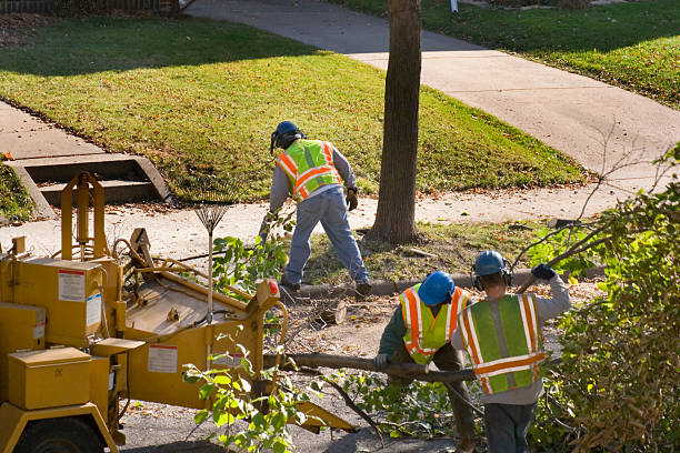 Trusted Clinton, LA Tree Removal and Landscaping Services Experts